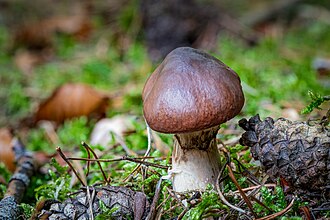 2025-10-15 D500-1030 Achim-Lammerts Suillus-luteus